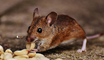 24 Hour & Emergency Exterminators in Dayton, ID
